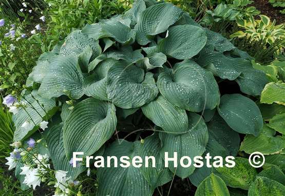 Hosta Blue Angel